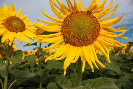 Sunflower and a few beesの写真素材