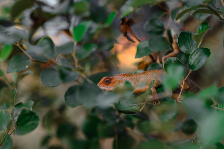 Red lizard on the green branch in the jungleの写真素材