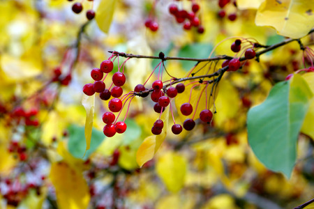 Autumn, small red wild apples, very beautiful and very sour. They are ripe.の写真素材