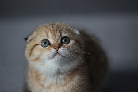 redhead kitten closeupの写真素材