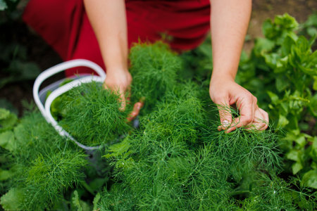 A woman in a red dress collects lettuce leaves, arugula, dill, cilantro, parsley in the garden. Growing organic greens and herbs for cooking. Concept of healthy eating. Close-up photoの写真素材