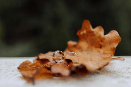 Photo of wedding rings against the background of yellowed oak leaves in autumnの写真素材