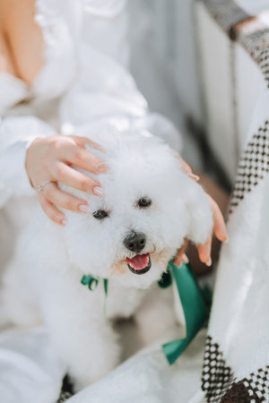 young elegant bride in a white dress with a tiara of fresh flowers on her head posing in the garden with her poodle dogの写真素材