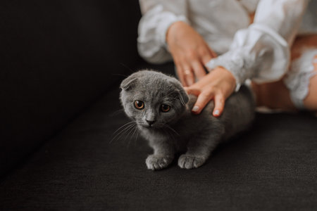a young, elegant girl in the image of a bride with a beautiful veil on her head, holding her domestic cat in her arms Scottish Foldの写真素材