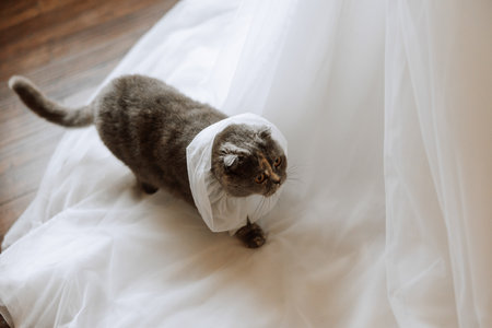 Scottish cat at a wedding. Scottish fold cat and wedding bouquet. A pet at a wedding. Anxious look of a catの写真素材