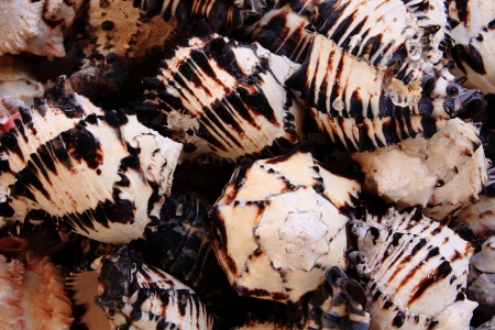 Seashells001