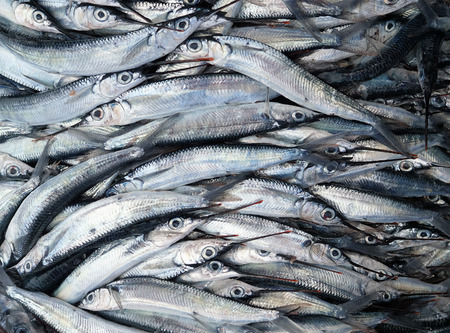 A lot of fish. Raw fish caught.
