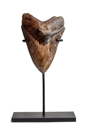 a Megalodon tooth on a white stand.の写真素材
