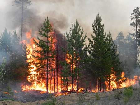 Forest fire, fire and smoke in the forest. Wildfires.の写真素材