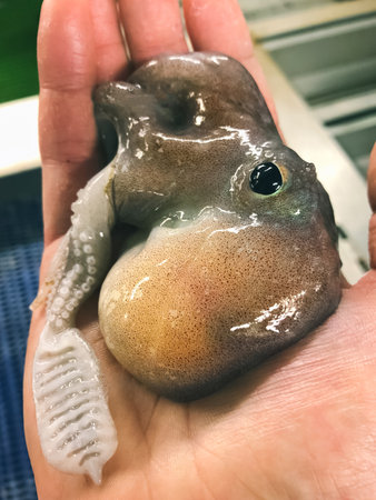 Deep-sea octopus in hand. Deep-sea fish in the fisherman's hand. A deep-sea animal.