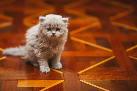 Grey fluffy kitten on the floor. A pet kitten.の写真素材