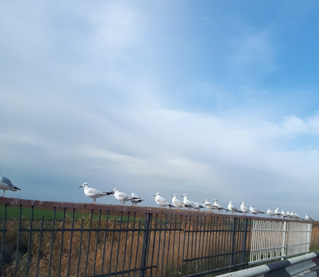 Seagulls hardly sit on the railings of the bridge. Seagull birds.の写真素材