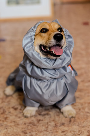 The dog in his clothes. A jacket for a dog. Fitting clothes.の写真素材