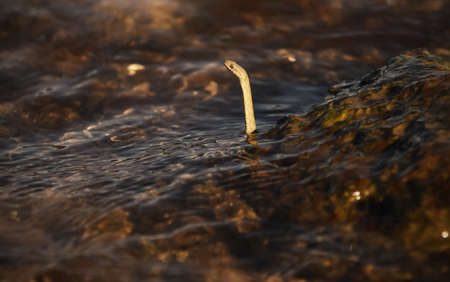 The snake raised its head above the water. A snake swims in the river.の写真素材