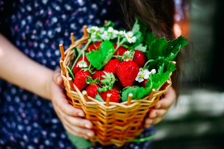 The girl holds a basket of ripe strawberries.の写真素材
