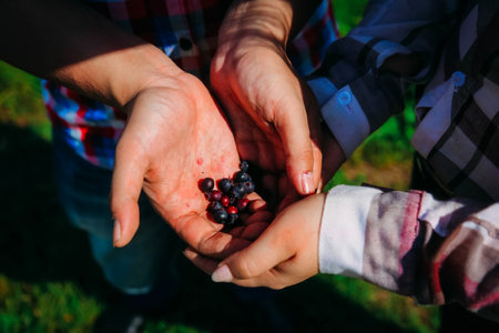 Dad pours berries into his son's hands. Picking berriesの写真素材