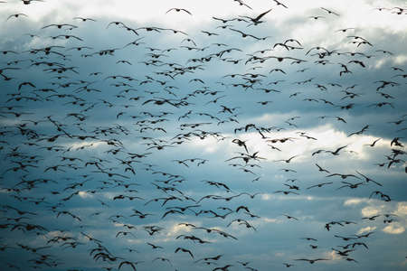 A large flock of seagulls all over the sky.