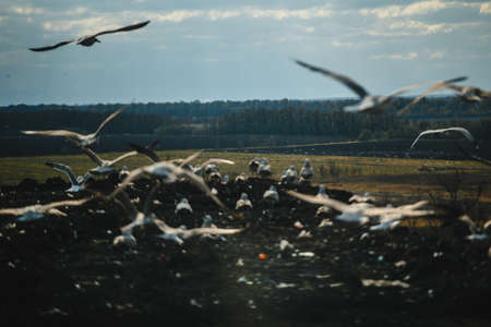 A flock of seagulls in the dump. Birds at the landfill.の写真素材