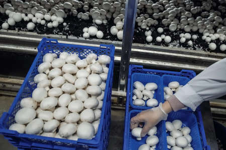 Mushroom farm. Lots of mushrooms. Mushroom farm. Lots of mushrooms.の写真素材