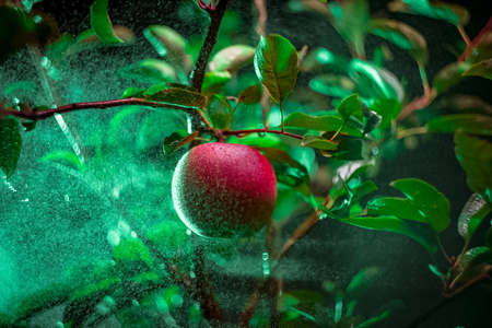 Spraying the red apple spray on the apple tree.の写真素材