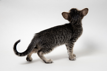Sweet grey tabby oriental kitten back on a light gray paper backgroundの写真素材