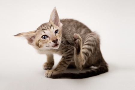 Funny scratching red oriental two-month kitten on light paper background winking youの写真素材