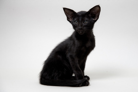 Funny black oriental two-month kitten on light grey paper backgroundの写真素材