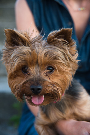 Pretty yorkshir terrier on the girl\'s kneesの写真素材