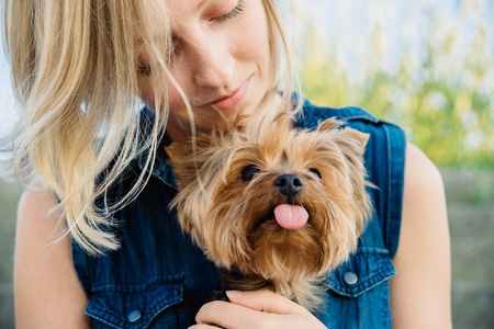 pretty yorkshir terrier on the girl's knees closeupの写真素材