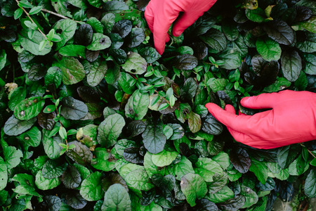 gardener concept. hands in red rubber gloves on the grass backgroundの写真素材