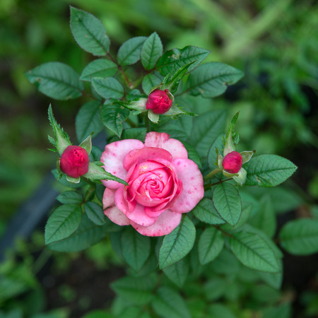 small rose outdoor on the green backgroundの写真素材