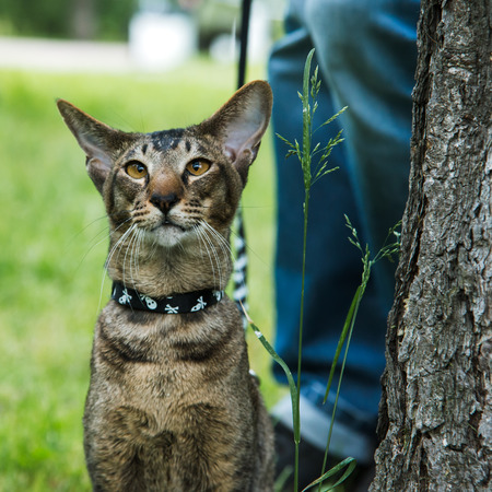 close up potrait cat in harness near his masters legの写真素材