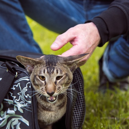 cat comes out of the carrying case in the walkの写真素材