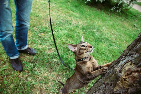 cat wants to climb the tree during the walkの写真素材