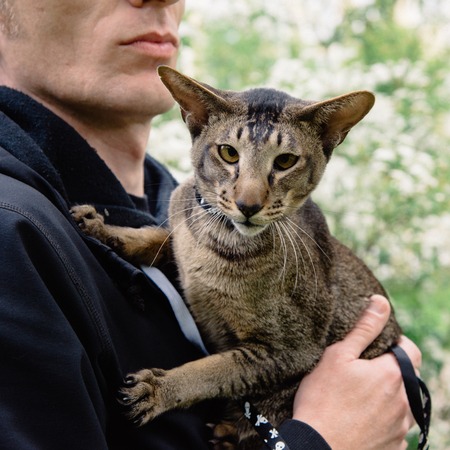 close up cat portrait outdoor on owner's handsの写真素材
