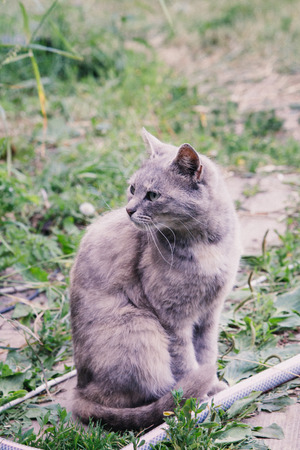 gray cat outdoor sitting on the walkwayの写真素材