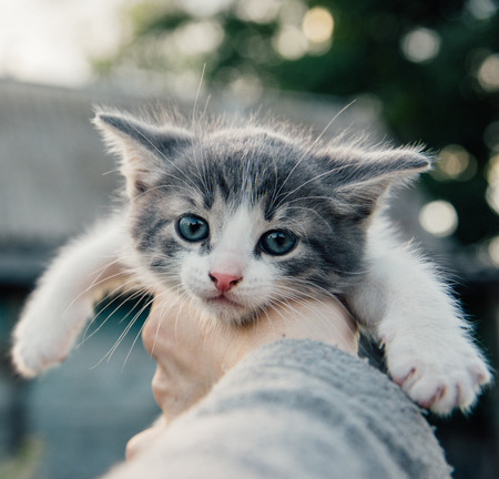 Cute kitten in the hand outdoor summer eveningの写真素材