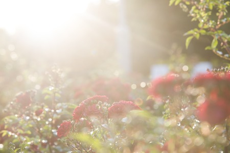 red roses at the evening sun rays, defocused blurred background