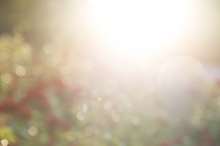 red roses at the evening sun rays, defocused blurred backgroundの写真素材