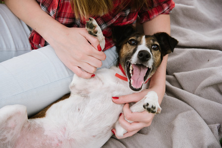 Small terrier lay with his master playing. Top view. Positive relationships, trust concept.の写真素材