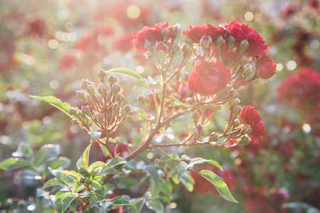 red roses at the evening sun rays, defocused blurred backgroundの写真素材