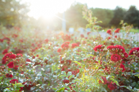 red roses at the evening sun rays, defocused blurred backgroundの写真素材
