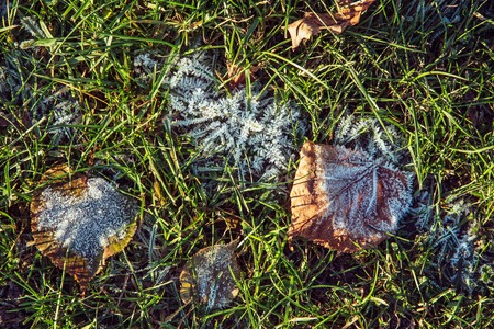 top view for autumn leaves with hoar in november morning