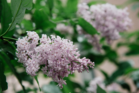Syringa persica, the Persian lilac in the city yardの写真素材