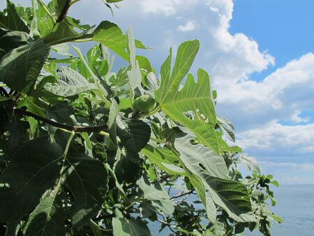 A fig is ripen against a background of blue sky, clouds and blue sea. Plants of the south of Italy....