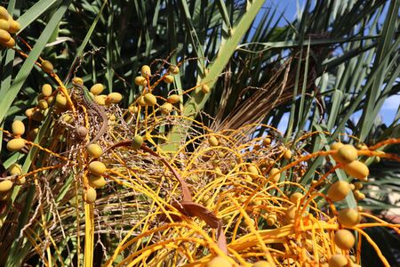 beautiful green-brown lizard among yellow palm fruits and green leaves on a clear sunny day against...