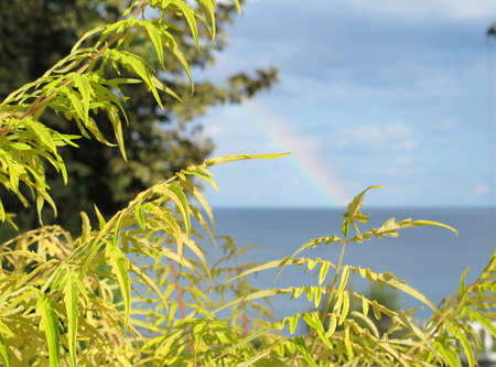 A tree branch with juicy yellow-green leaves on a background of blue sea and blue sky with a rainbow in the background on a summer sunny dayの写真素材
