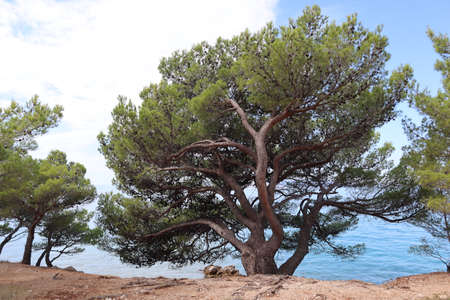 A beautiful pine tree with a dense crown, powerful roots on the sea coast against the background of a white cloud and blue sky on a sunny dayの写真素材
