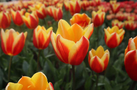 Bright bicolor red-yellow tulip on a spring afternoon in Keukenhof park, Netherlands. Scenic view of...