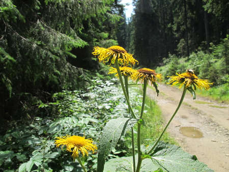 Yellow flowers against the background of a spruce forest on a summer day after rainの写真素材